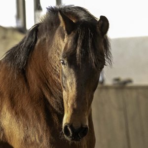 Pferd Galileo